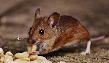 24 Hour & Emergency Exterminators in South Amherst, OH